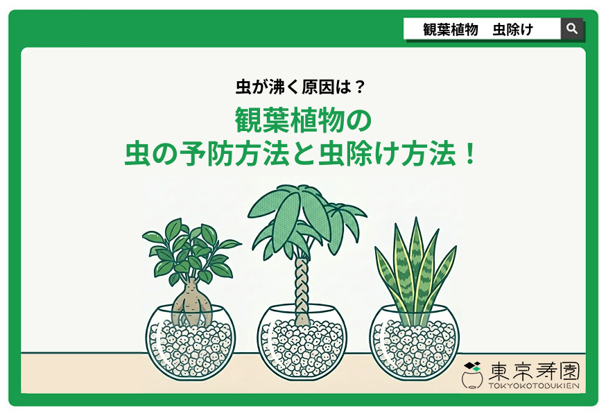 観葉植物 虫除け