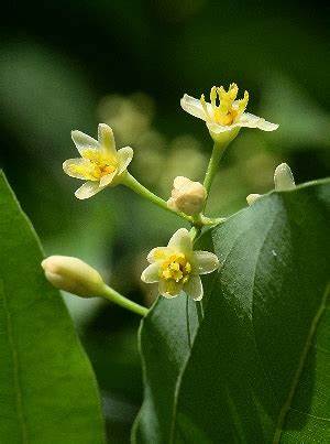 シナモンの花言葉とは?花言葉の由来から贈り物の体験談まで徹底紹介