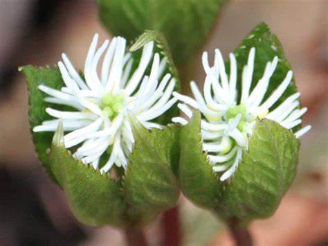 ヒトリシズカの花言葉とは?花言葉の由来や贈り物の体験談を徹底紹介