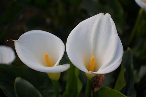 カラーの花言葉とは?花言葉の由来から贈られるシーンまで紹介!