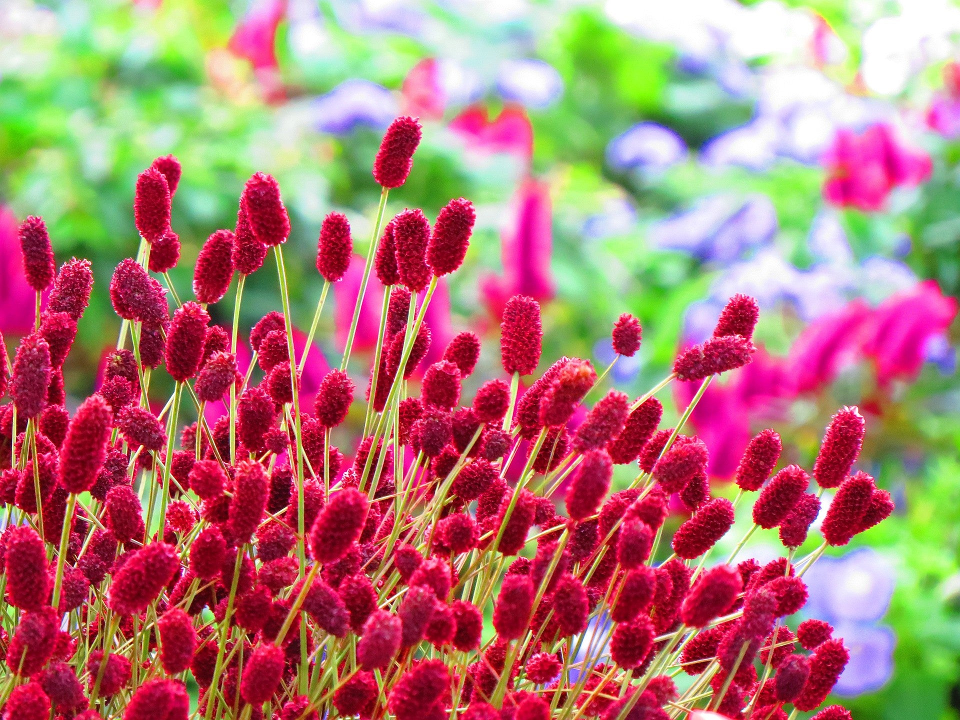 ワレモコウの花言葉とは?由来やドライフラワーの贈るシーンを紹介!