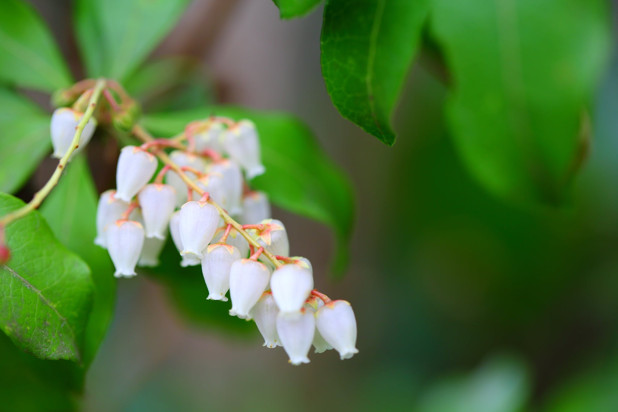 アセビの花言葉とは?由来や贈り物のシーン、体験談を徹底紹介!