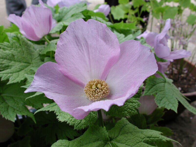 シラネアオイの花言葉とは?花言葉の由来から贈られるシーンまで紹介!