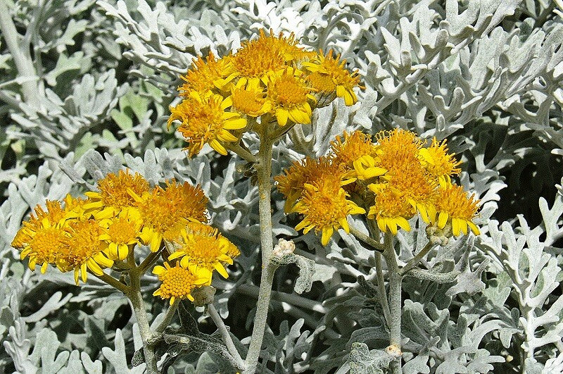 シロタエギクの花言葉とは?花言葉の由来から贈られるシーンまで紹介!