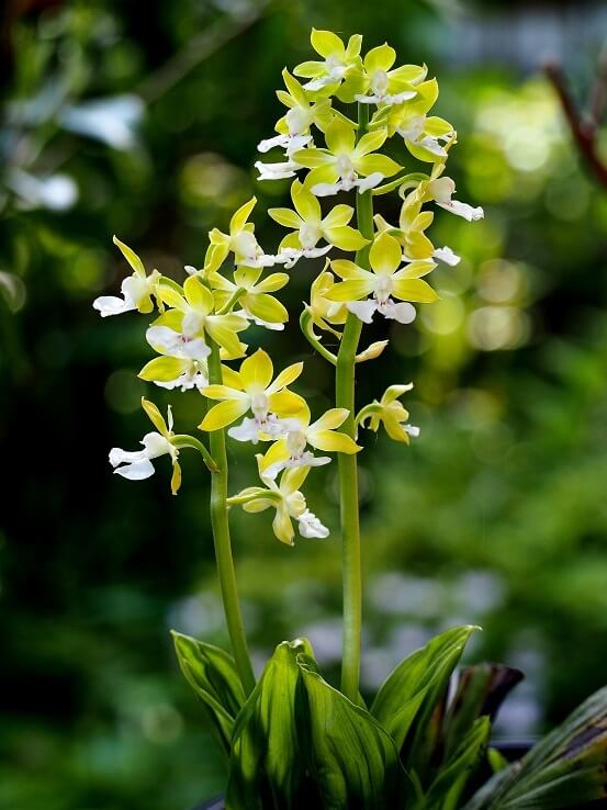エビネの花言葉とは?花言葉の由来から贈られるシーンまで紹介!