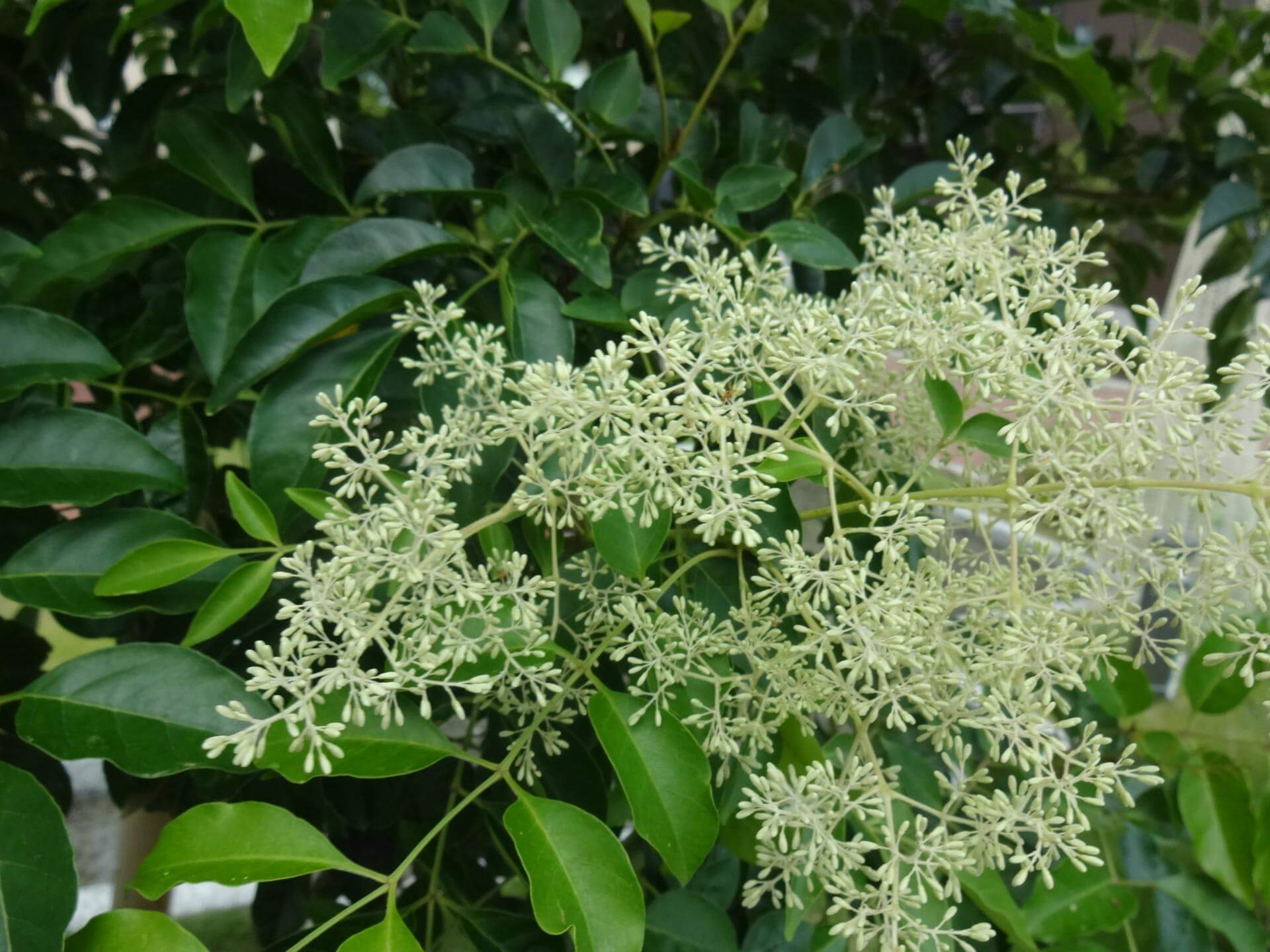 トネリコの花言葉とは?花言葉の由来から贈られるシーンまで紹介!