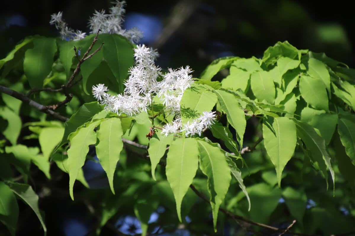 アオダモの花言葉とは?花言葉の由来から贈られるシーンまで紹介!