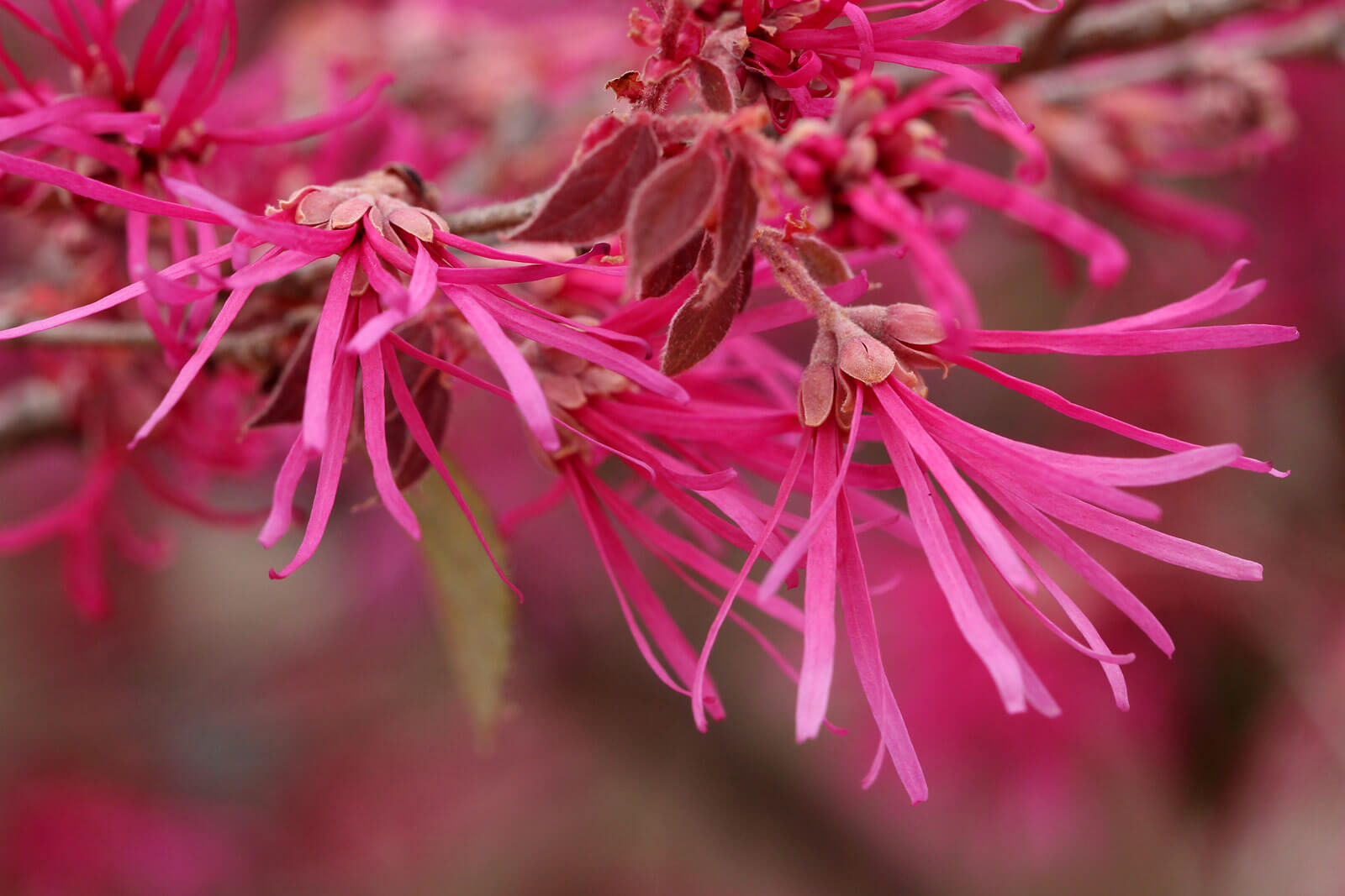 トキワマンサクの花言葉とは?花言葉の由来から贈られるシーンまで紹介!
