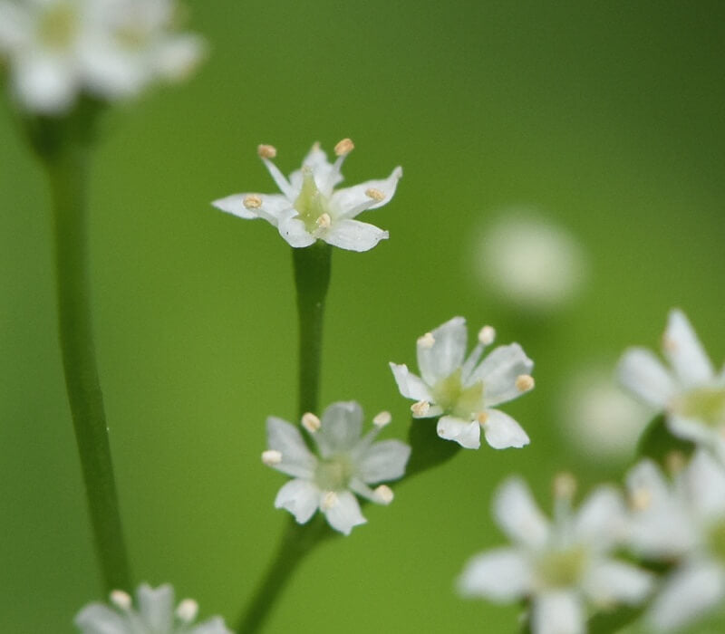 ミツバの花言葉とは?色別の花言葉や由来、贈り物の体験談を紹介!