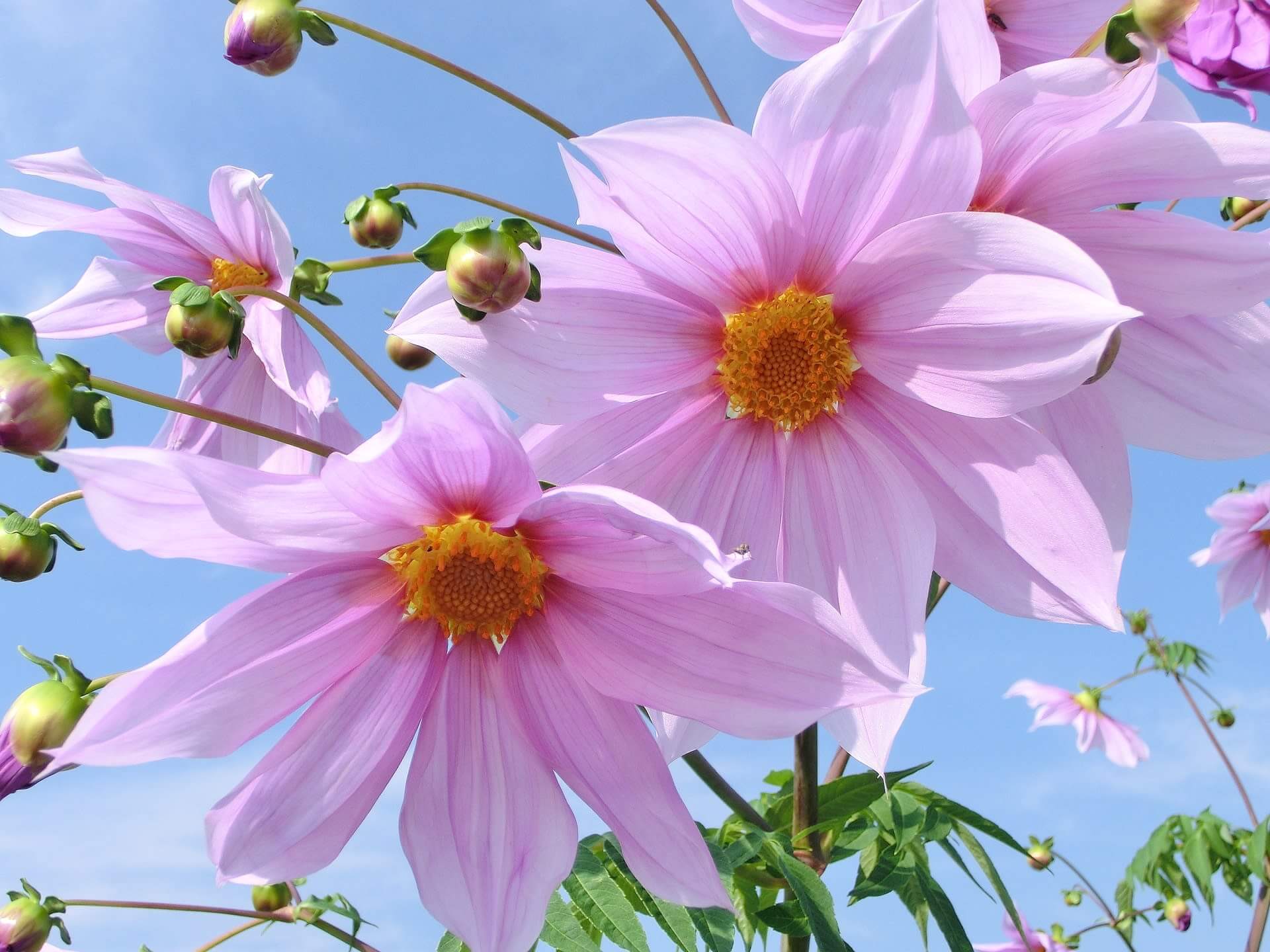 皇帝ダリアの花言葉とは?花言葉の由来から贈られるシーンまで紹介!