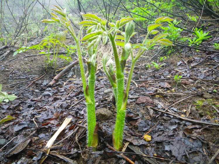 ウドの花言葉とは?花言葉の由来から贈られるシーンまで紹介!