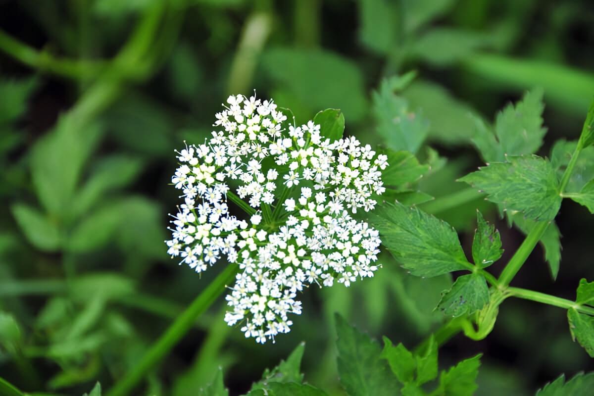 セリの花言葉とは?花言葉の由来から贈られるシーンまで紹介!