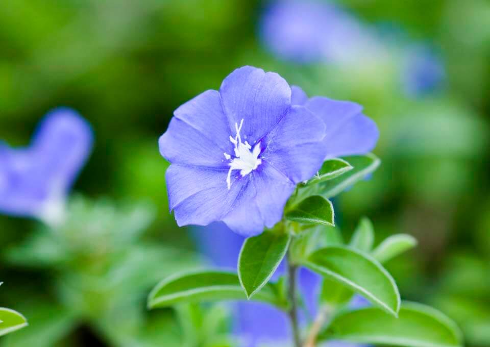 アメリカンブルーの花言葉とは?花言葉の由来から贈られるシーンまで紹介!