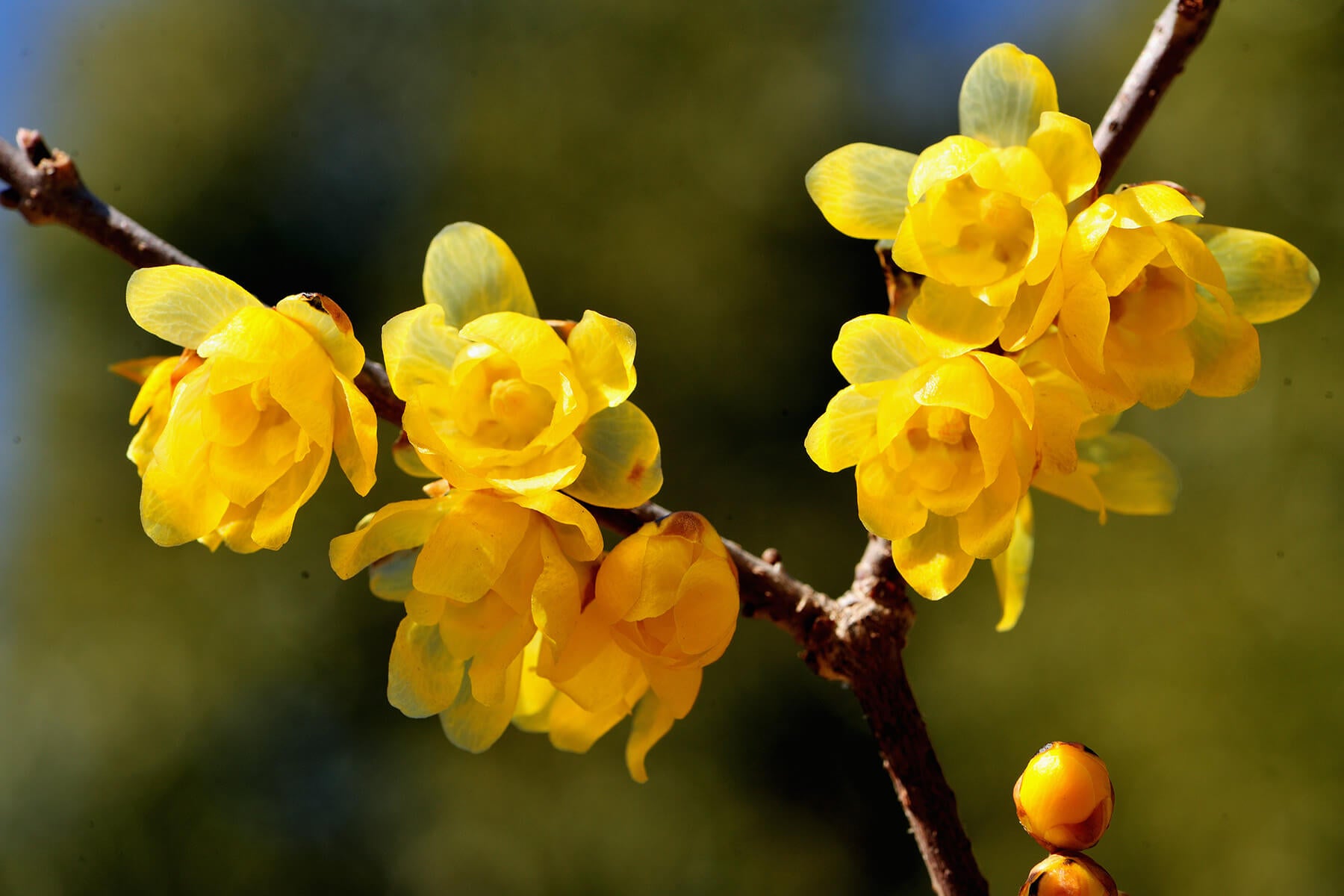 蝋梅の花言葉とは?花言葉の由来から贈られるシーンまで紹介!