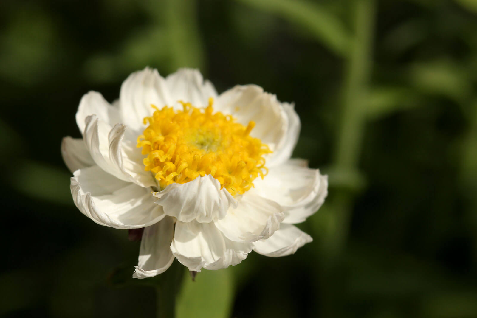 ハナカンザシの花言葉とは?花言葉の由来から贈られるシーンまで紹介!