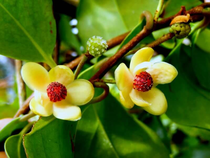 サネカズラの花言葉とは?由来や贈り物のシーン、体験談を徹底紹介
