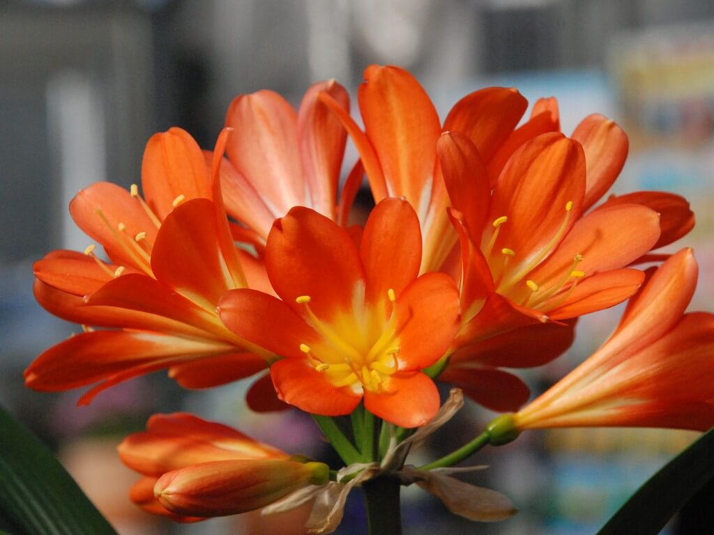 クンシラン オレンジ色 多数の花　開花終了 クンシラン オレンジ色 多数の花 開花終了