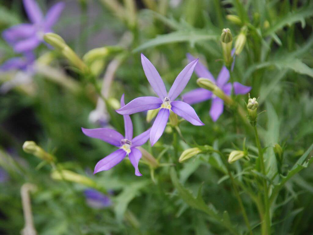 イソトマの花言葉とは?花言葉の由来から贈られるシーンまで紹介!