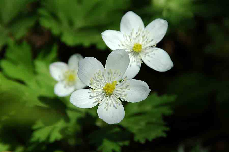 ニリンソウの花言葉とは?由来や贈り物のシーン、体験談を徹底紹介!