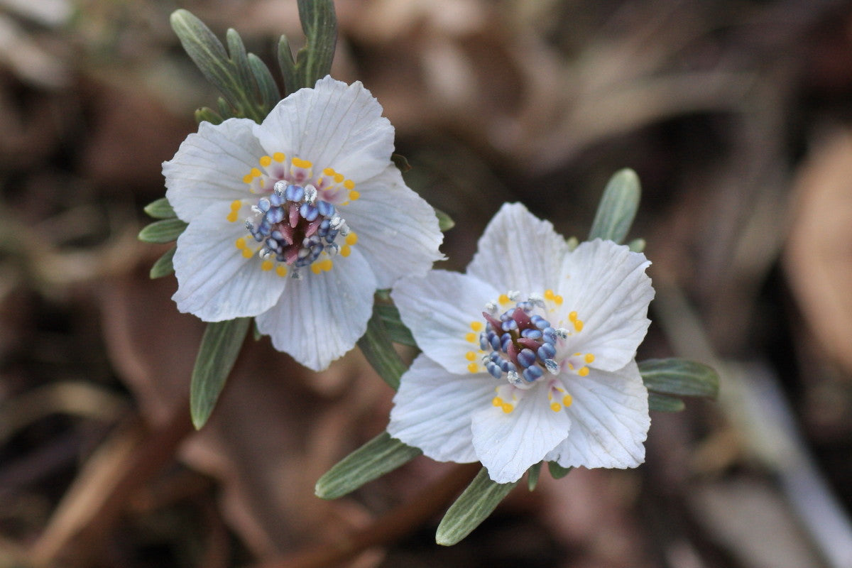 セツブンソウの花言葉とは?花言葉の由来や贈り物の体験談を紹介!