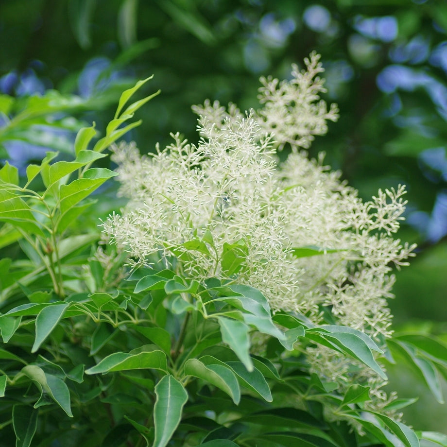 シマトネリコの花言葉とは?花言葉の由来や花の特徴まで徹底解説