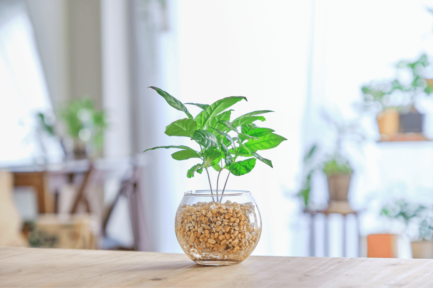 コーヒーの木　苗　観葉植物　コーヒーノキ 楽天市場】【お試し】 コーヒーの木 4号 白色 プラスチック鉢 鉢