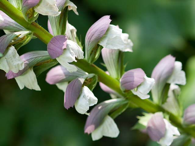 アカンサスの花言葉とは?花言葉の由来から基本の育て方まで紹介!