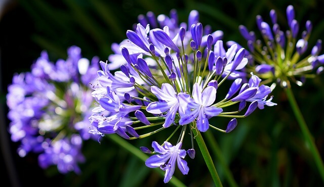 アガパンサスの花言葉とは?花言葉の由来から贈られるシーンまで紹介!