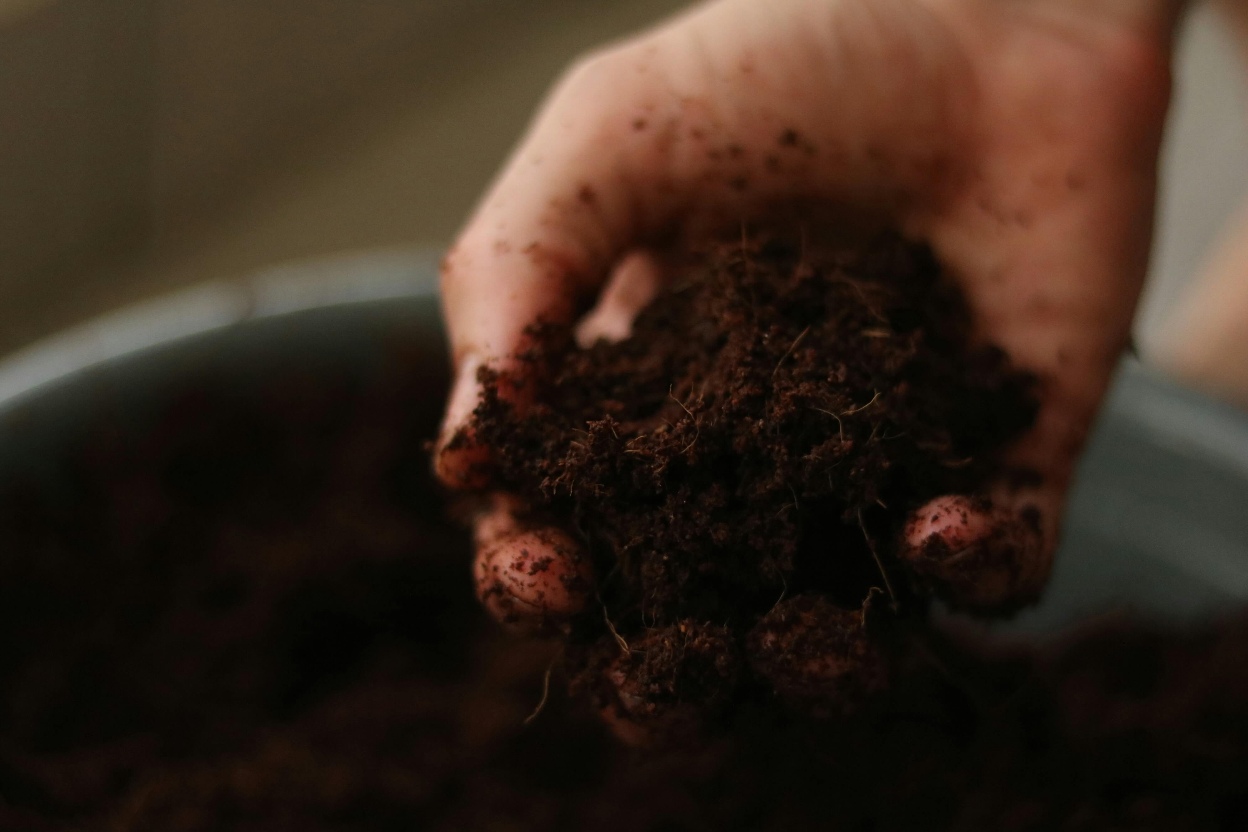 虫がわかない100均の観葉植物の土がある!選び方やおすすめを徹底解説