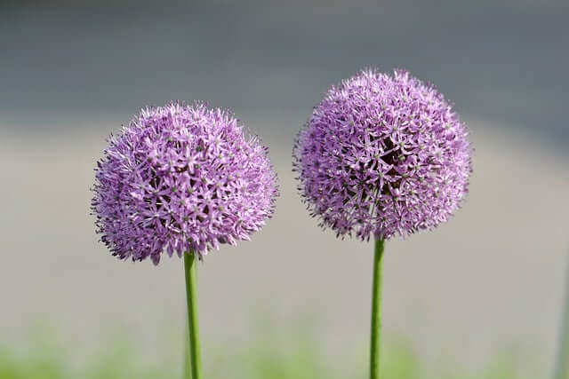 アリウムの花言葉とは?花言葉の由来から贈られるシーンまで紹介!
