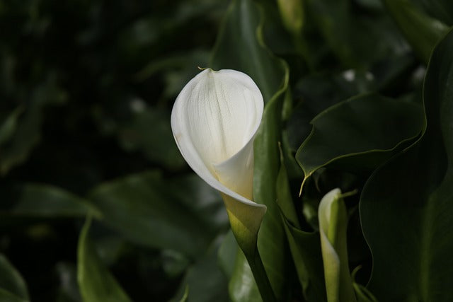クワズイモの花言葉とは?花言葉の由来や復縁の効果を徹底解説!