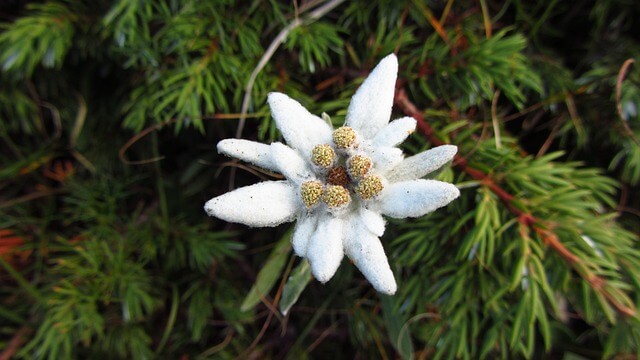 エーデルワイスの花言葉とは?花言葉の由来から贈られるシーンまで紹介!