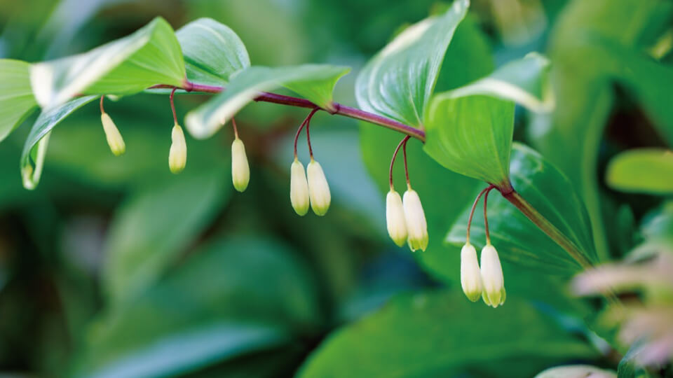 アマドコロの花言葉とは?花言葉の由来から贈られるシーンまで紹介!