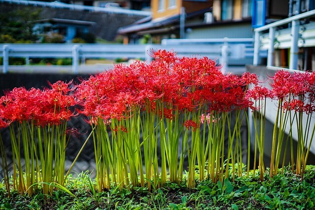 彼岸花は植えてはいけないって本当?理由や植える際の注意点を紹介