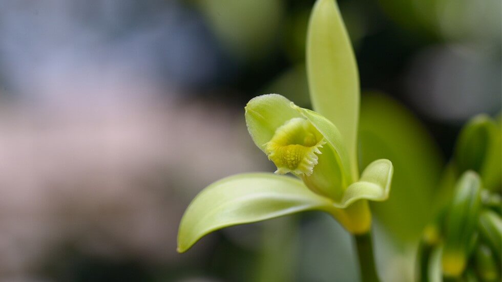 バニラの花言葉とは?花言葉の由来から贈られるシーンまで紹介!