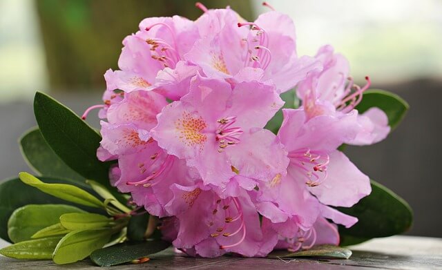シャクナゲの花言葉とは?花言葉の由来から贈られるシーンまで紹介!