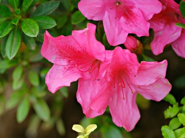 ツツジの花言葉とは?花言葉の由来から贈られるシーンまで紹介!