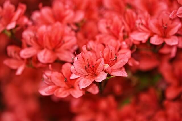 アザレアの花言葉とは?色別の花言葉や由来、贈り物の体験談を紹介!