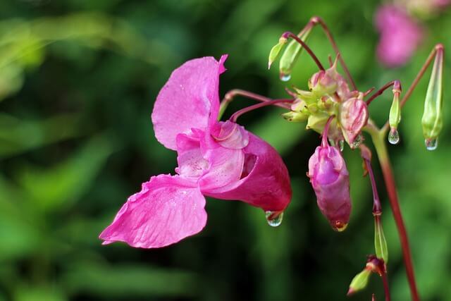 ホウセンカの花言葉とは?花言葉の由来から贈られるシーンまで紹介!