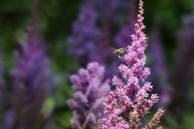 アスチルベの花言葉とは?花言葉の由来から贈られるシーンまで紹介!