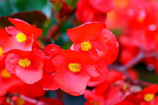 ベゴニアの花言葉とは?花言葉の由来から贈られるシーンまで紹介!