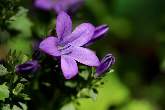 カンパニュラの花言葉とは?花言葉の由来から贈られるシーンまで紹介!