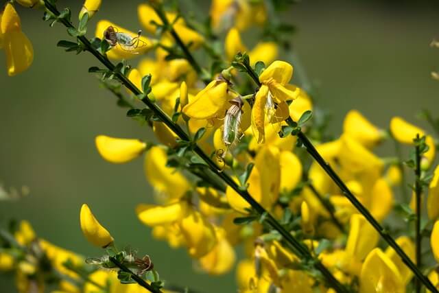 エニシダの花言葉とは?花言葉の由来から贈られるシーンまで紹介!