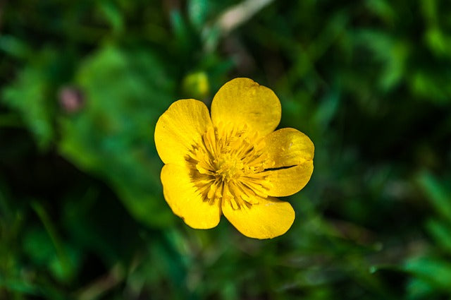 キンポウゲの花言葉とは?花言葉の由来や贈り物の体験談を徹底紹介!