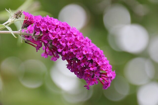 ブッドレアの花言葉とは?花言葉の由来から贈られるシーンまで紹介!