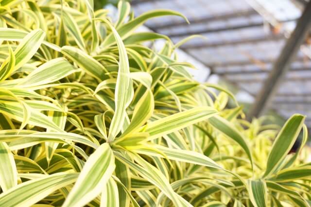 ドラセナ・ソングオブインディアの育て方を紹介!特徴やケア方法まで