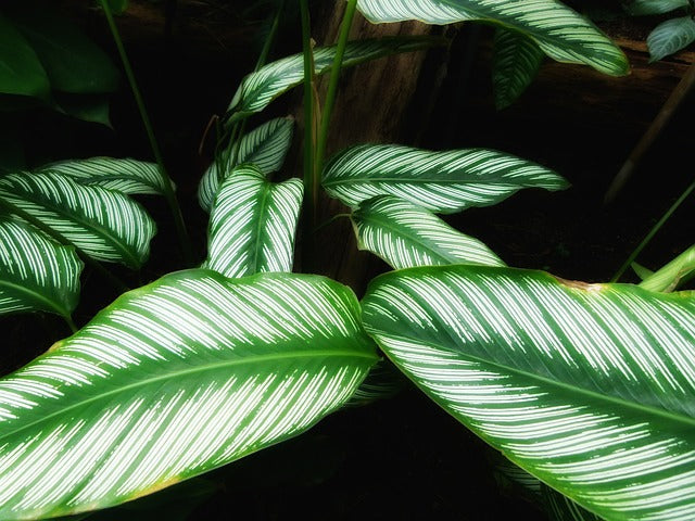 カラテアの花言葉とは?由来や贈り物のシーン、体験談を徹底紹介!