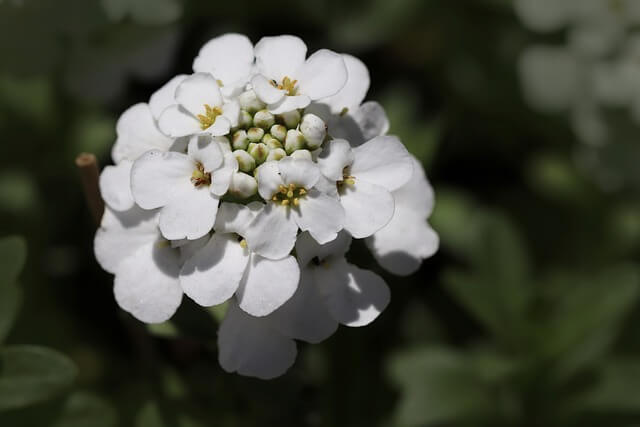 イベリスの花言葉とは?花言葉の由来から贈られるシーンまで紹介!