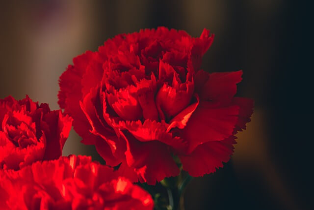 カーネーションの花言葉とは?母の日に贈る理由や色別、由来まで紹介