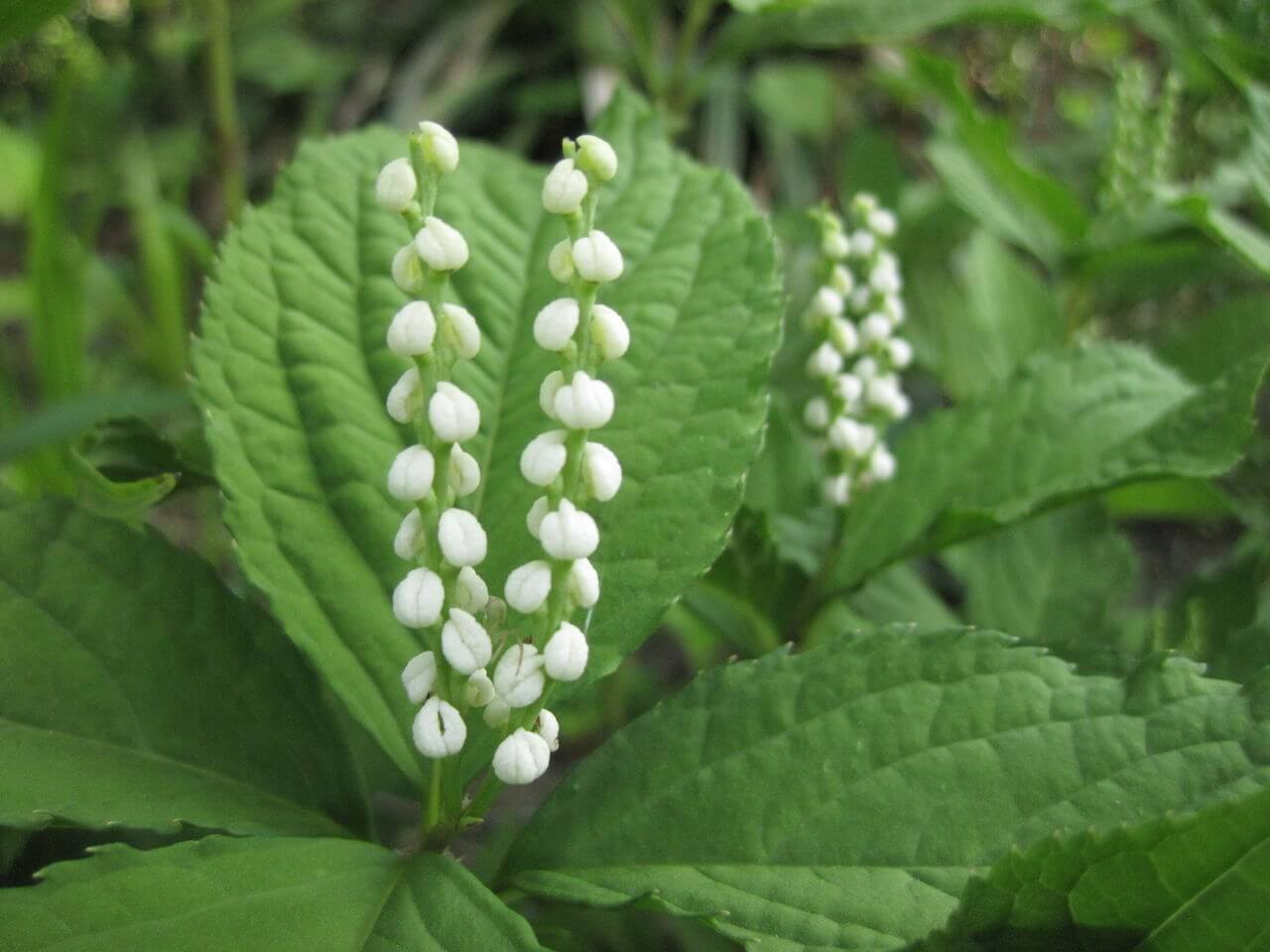 フタリシズカの花言葉とは?由来や贈り物のシーン、体験談を紹介!
